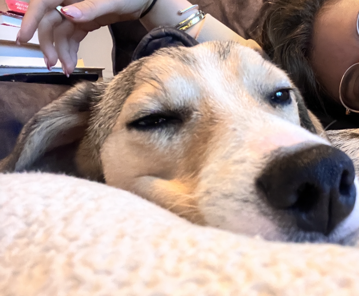 Harry the dog